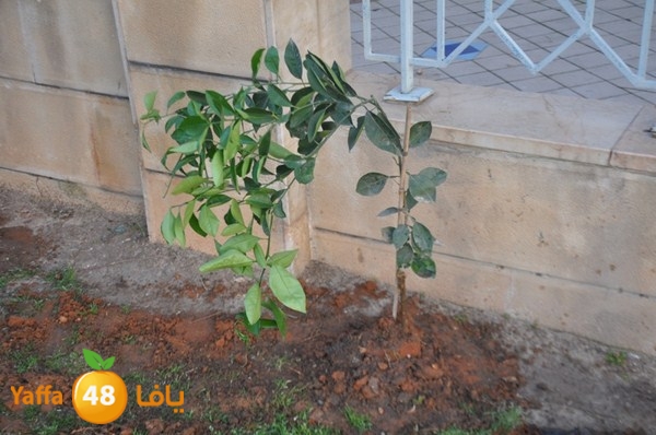 trees yaffa jamhairea (29).JPG